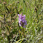Wild orchids