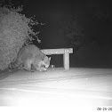 Racoon