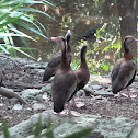 Black-bellied Whistling Duck