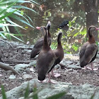 Black-bellied Whistling Duck