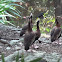 Black-bellied Whistling Duck
