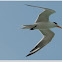 Lesser Crested Tern