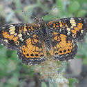 Phaon  Crescent