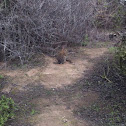 Cottontail Rabbit