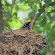 Nesting Robin