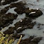 Elephant Seal