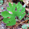 Blood root