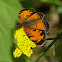 Butterfly - Tawny crescent