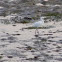 Little Egret