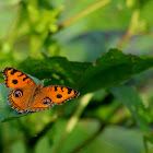 Peacock Pansy 