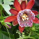 Brazilian Passion Flower