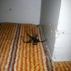 Western black widow (female)