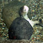 Western Pond Turtle