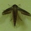 Hawk Moth