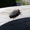 Gold-pitted borer
