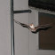 Greater mouse-eared Bat