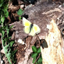 Cloudless Sulphur