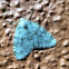Angulose Prominen