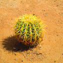 Golden Barrel Cactus