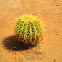 Golden Barrel Cactus