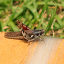 Grasshopper