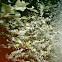 Dolar leaf