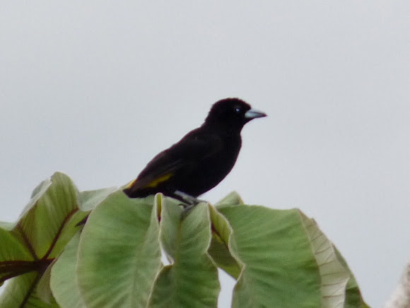 Spotting Image 1