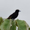 Yellow-rumped Tanager