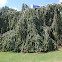 Weeping European beech