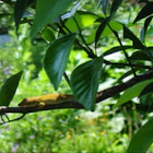 Anole