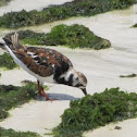 Ruddy Turnstone