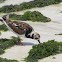 Ruddy Turnstone