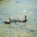 Whistling duck