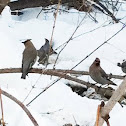 Bohemian Waxwings