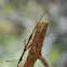Stick Bug