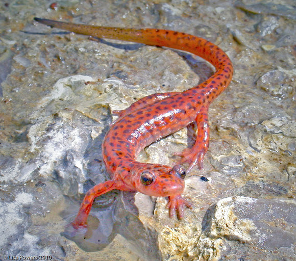Spotting Image 1