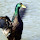 Waterbirds And Their Hybrids