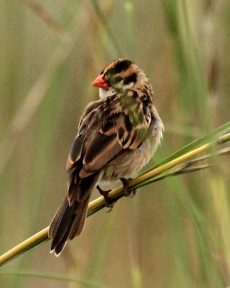 Spotting Image 1