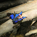 Blue Doctor - Neotropical Metalmark