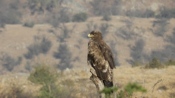 Spotting Image 1