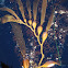 Giant Kelp