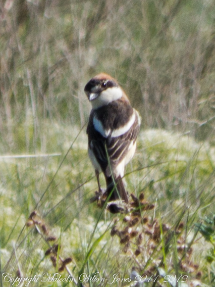 Spotting Image 1