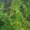 Wild rose 