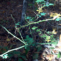 Multiflora Rose