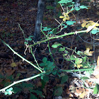 Multiflora Rose
