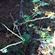 Multiflora Rose