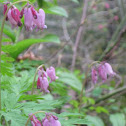 Western Bleeding Heart