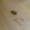 Aphids