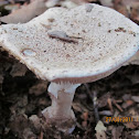 white False Deathcap (matured)