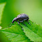 Weevil